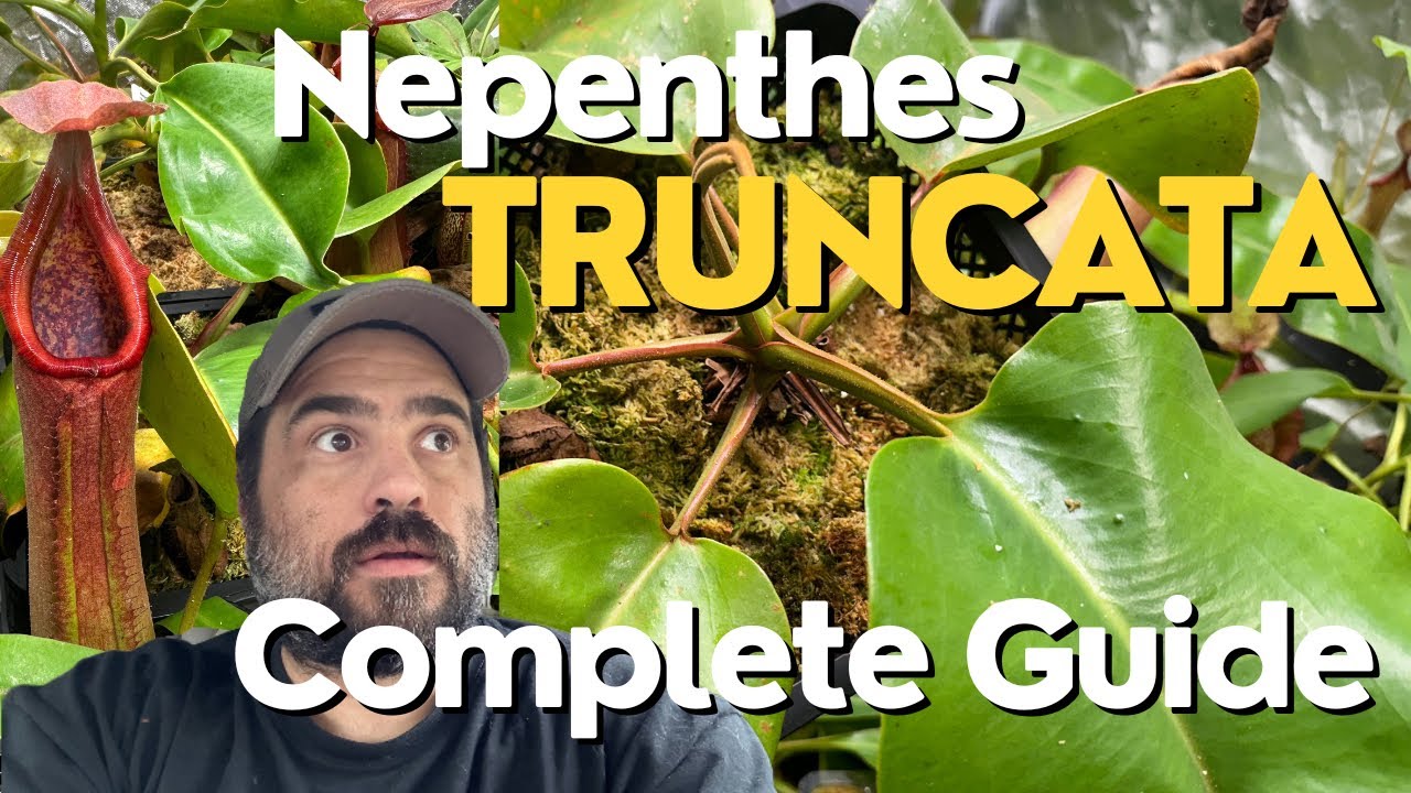 Ultimate Nepenthes Truncata Grow Guide! Grow Like A Pro!