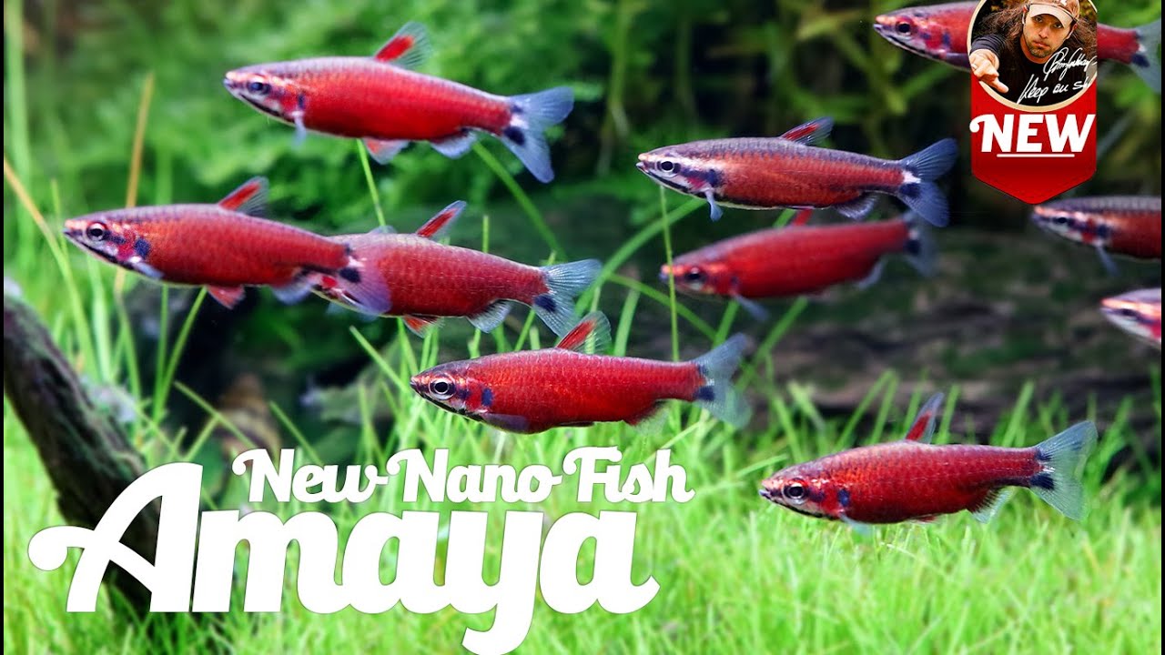 Новая захватывающая нано-рыбка — Nannostomus sp. Amaya