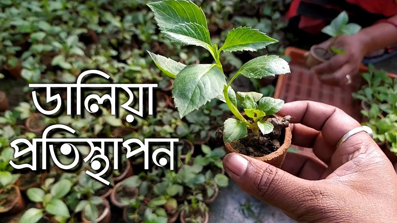 ডালিয়া ফুল গাছের প্রতিস্থাপন || How to grow Dahlia Plant