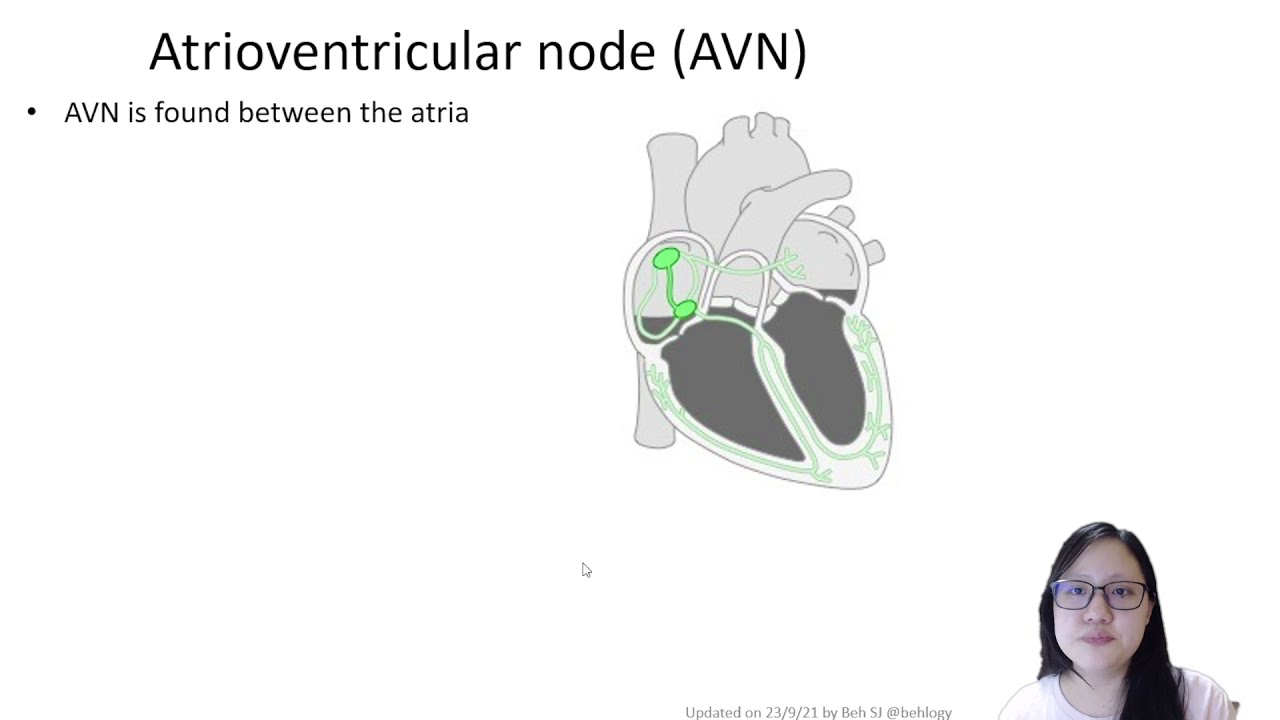 Chapter 8.3c - Control of Heart Beat  | Cambridge A-Level 9700 Biology