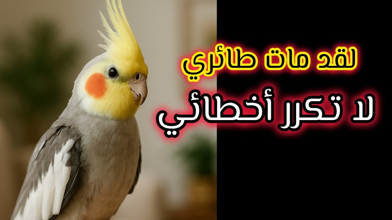 فقدت طائري الأول بسبب خطأ بسيط… قصة مؤلمة ونصائح من القلب 🐦💔