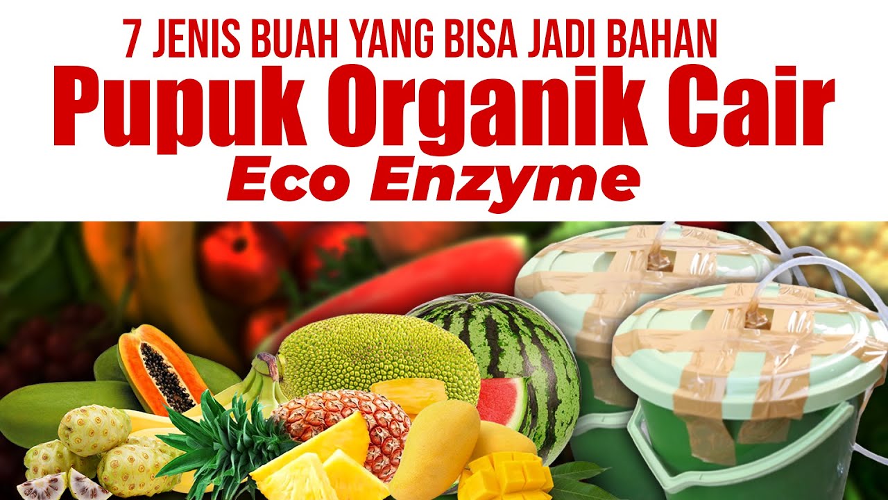 7 JENIS BUAH YANG BISA JADI BAHAN PEMBUAT PUPUK ORGANIK CAIR ECO ENZYME