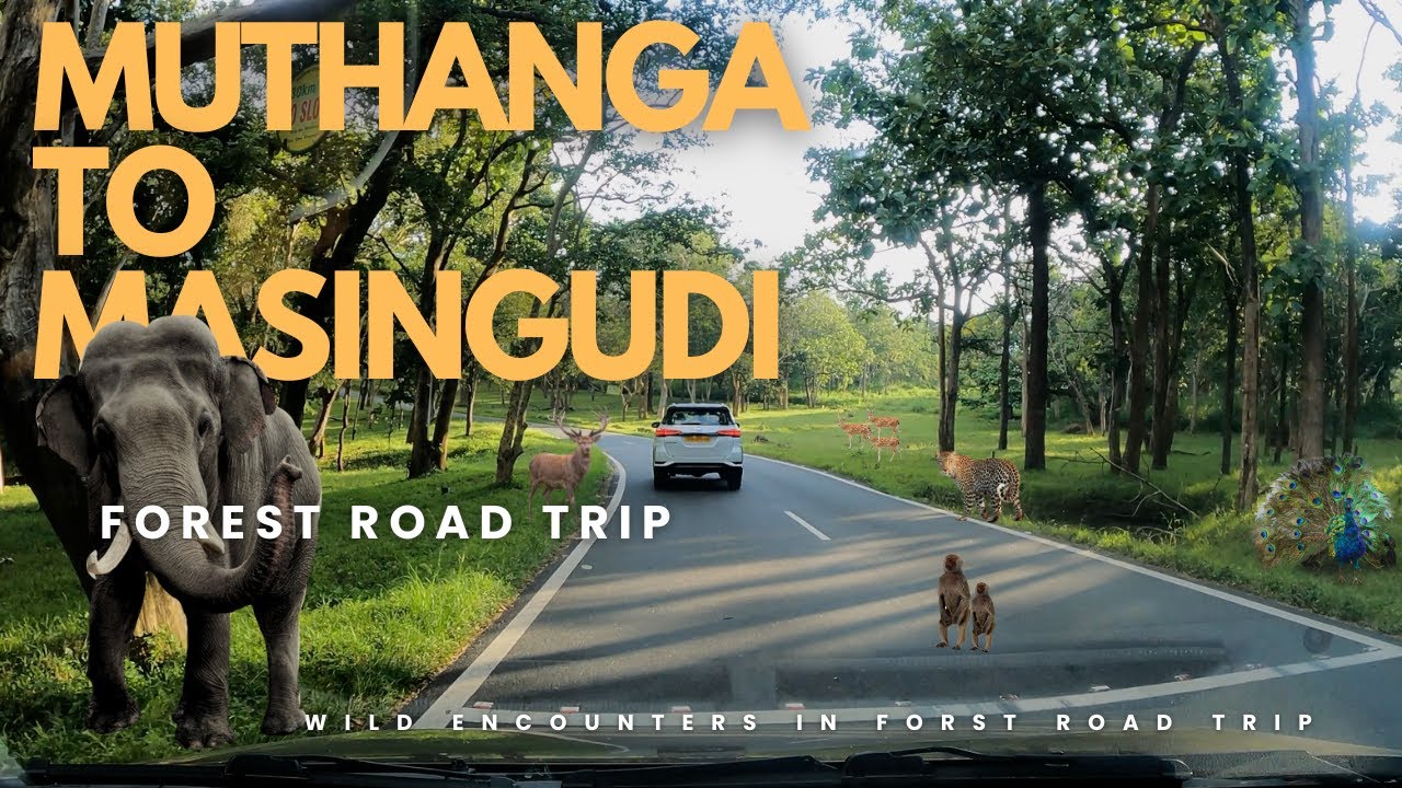 Muthanga to Masinagudi: A Wildlife Safari Adventure  via Bandipur - Road Trip video #scenicdrive