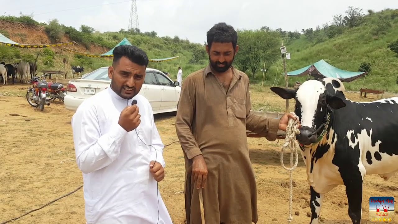 Chakswari Maweshi Mandi latest video | Cow and Bakra Mandi | Dadyal Vlog TV |