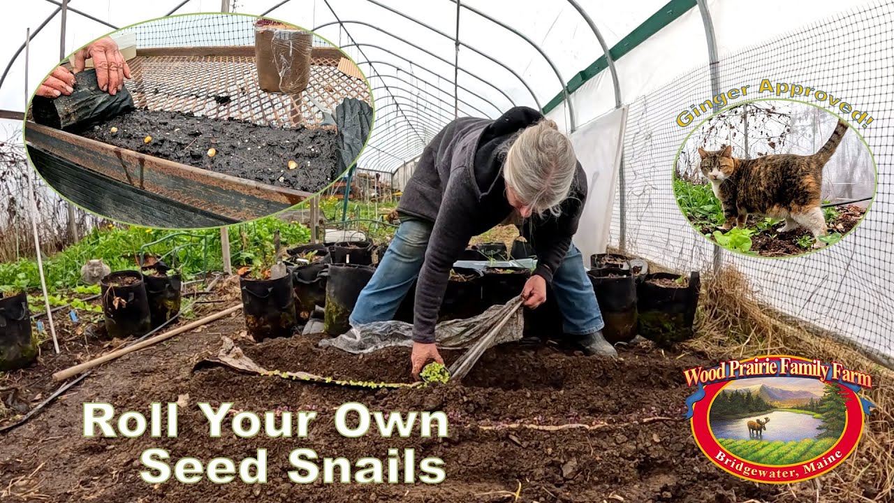 Roll Your Own Seed Snail!