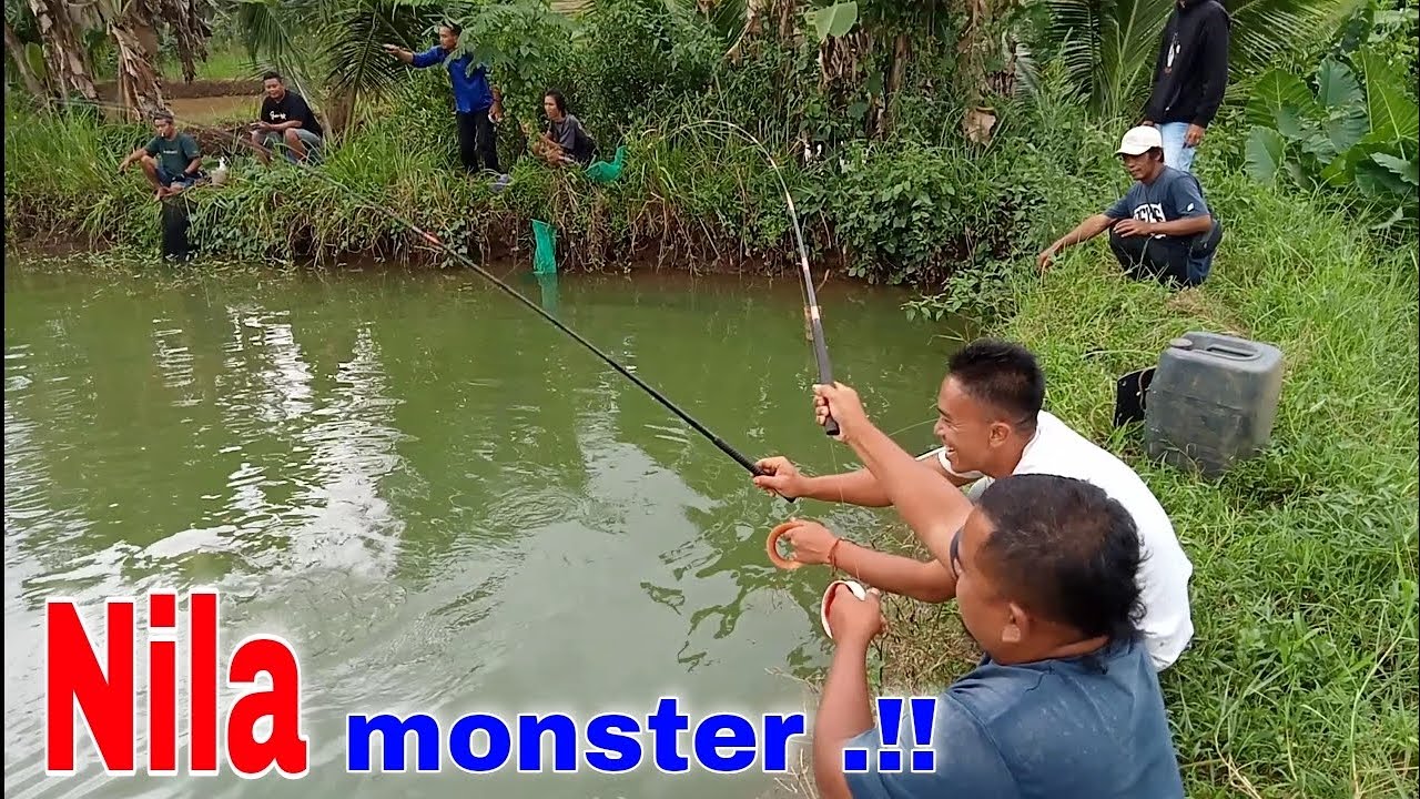 Dikira kecil,ternyata indukan semua‼️ mancing nila monster