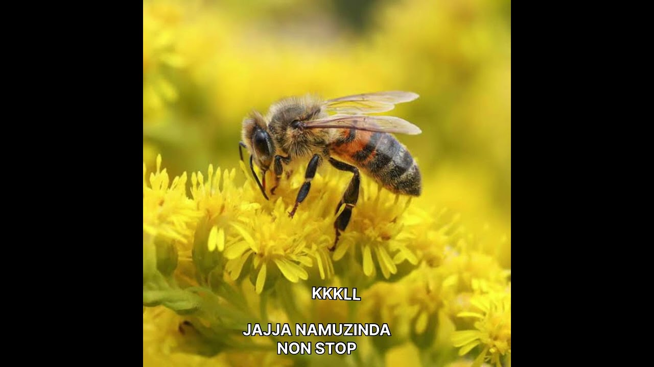 ENYIMBA ZA JAJJA NAMUSINDA NON STOP BY KKKLLL