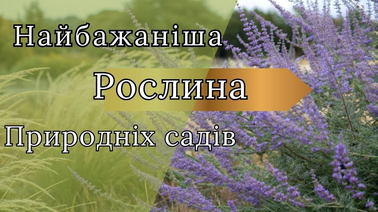 Перовскія в саду: чому вона не росте і як розкрити її потенціал