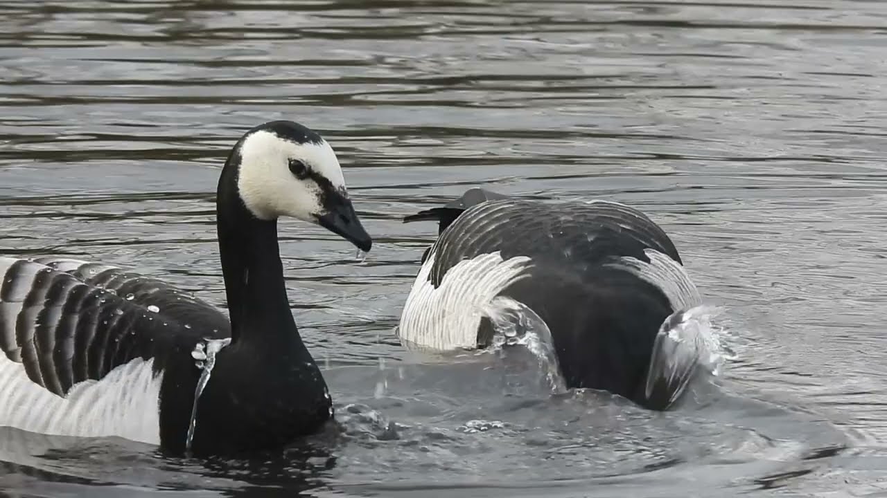 WWT Martin Mere - 20th February 2025