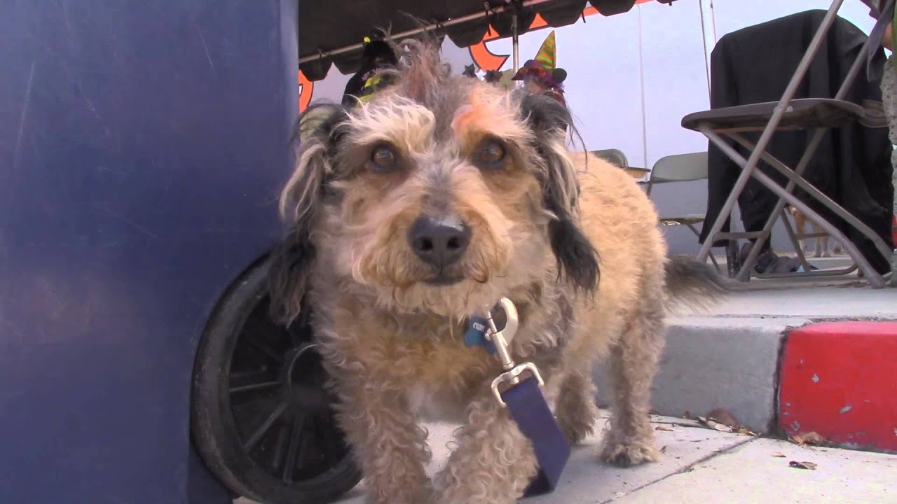 Ladies of Harley Fundraiser and Adoption Event