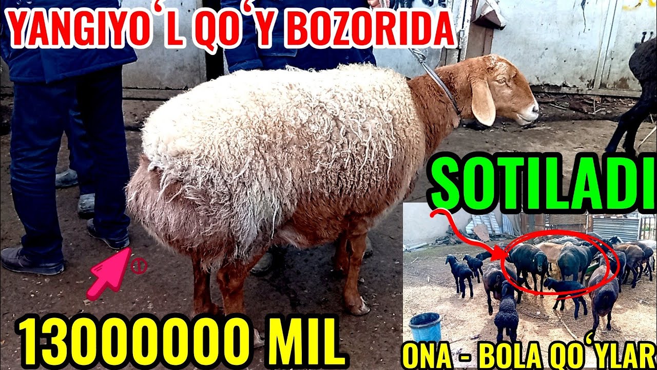 YANGIYOʻL QOʻY BOZORIDAGI BUGUNGI NARXLAR va 20 BOSH ONA -BOLA QOʻYLAR SOTILADI 🐑🐏