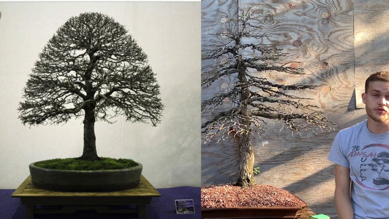 American Elm Bonsai Makeover at The Bonsai Supply