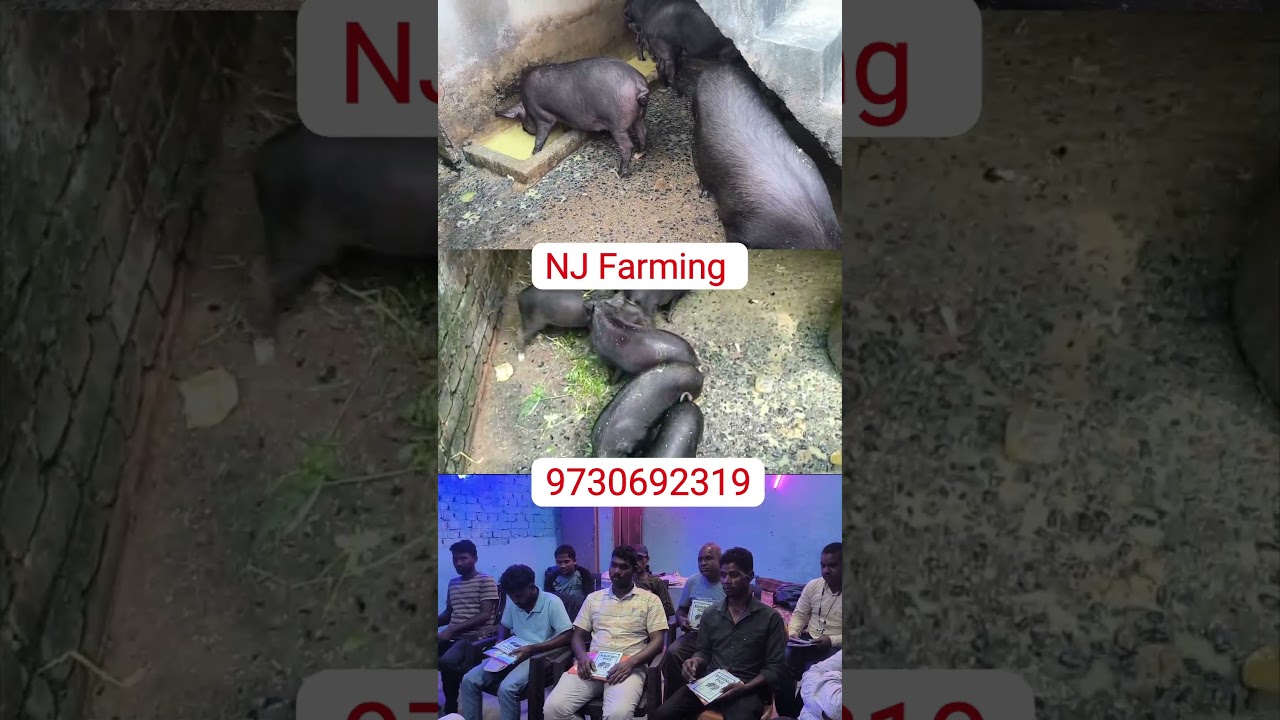 TND piglets or Pig 🐷 sell me hay #nj_farming #pig_farm_traning #pig #piglet #jharkhand #pigbreeding
