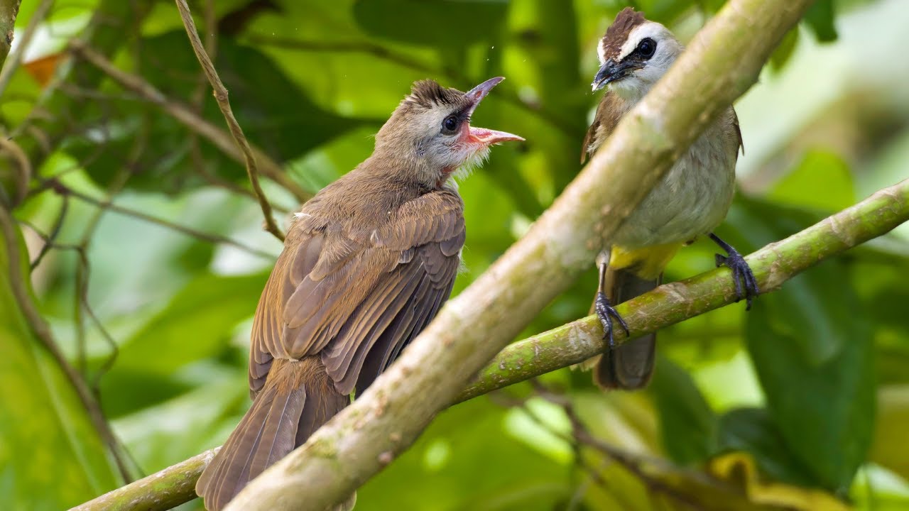 Birdwatching: Bulbuls and a Busy Weaver at Tampines Eco Green | Singapore Birds in Daily Life