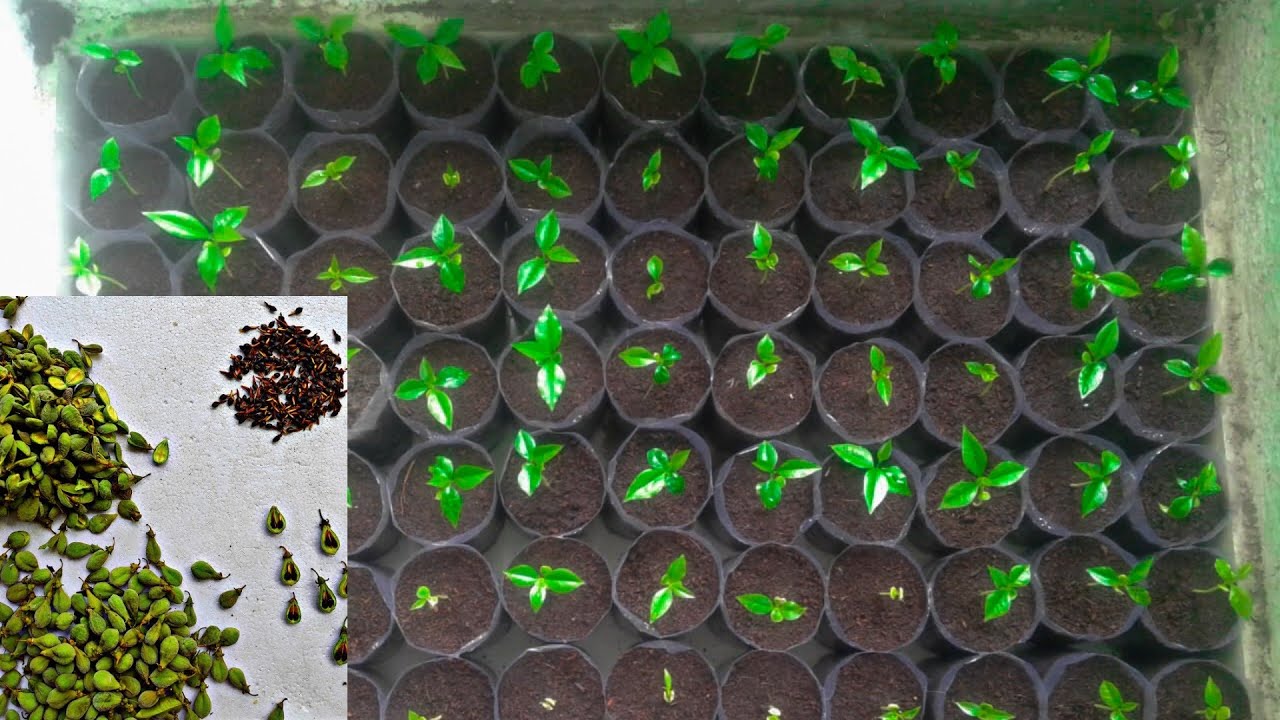 How to germinate agarwood seeds🌰