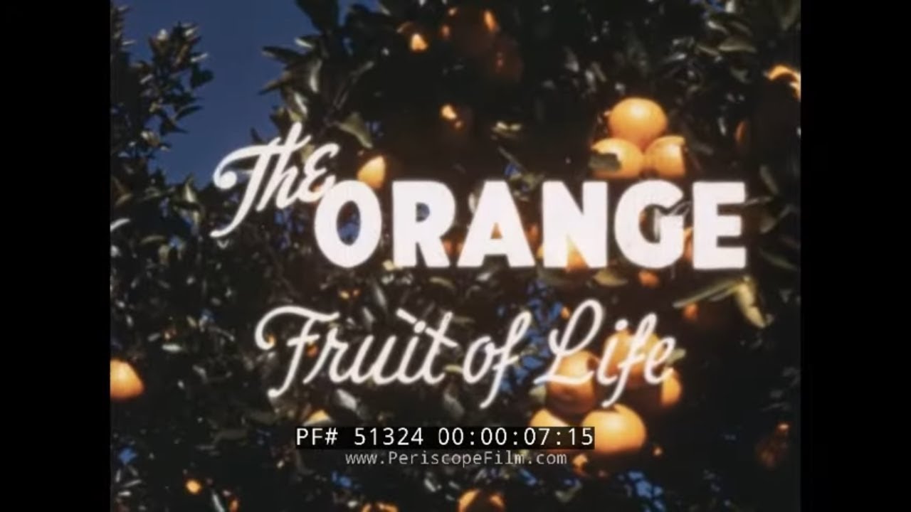THE ORANGE  FRUIT OF LIFE  PROMOTIONAL FILM  ST. PETERSBURG FLORIDA 51324
