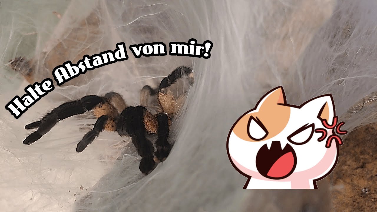 Balfuri Mama reagiert auf mich... #vogelspinne #skorpion #spider