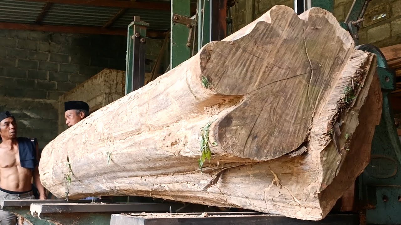 Think about making something intéressant | Old trees become extraordinary in skilled hands | sawmill