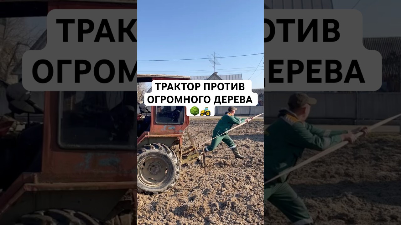 Трактор против огромного дерева 🌳🚜 Кто победит? #трактор #tractor #мтз #т25 #т40ам #т40 #хтз #юмз