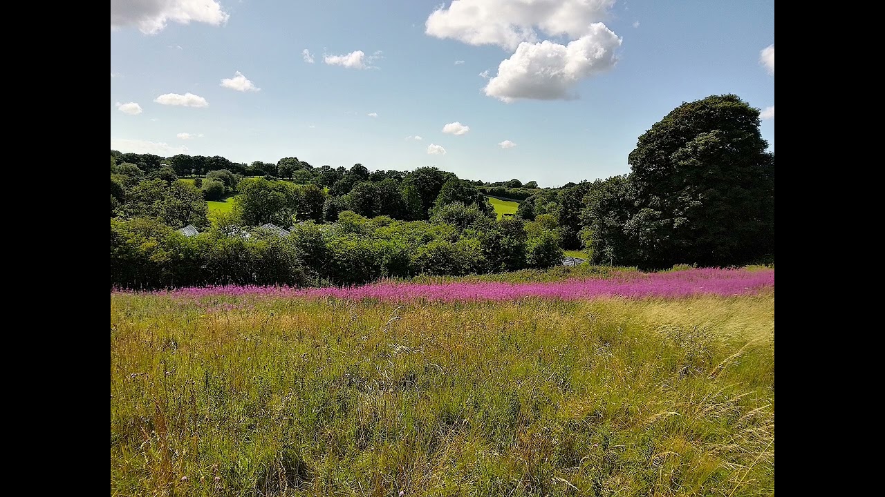 Beautiful scene from last summer, notice the solar panels? UK wild nature countryside outdoors 20a6