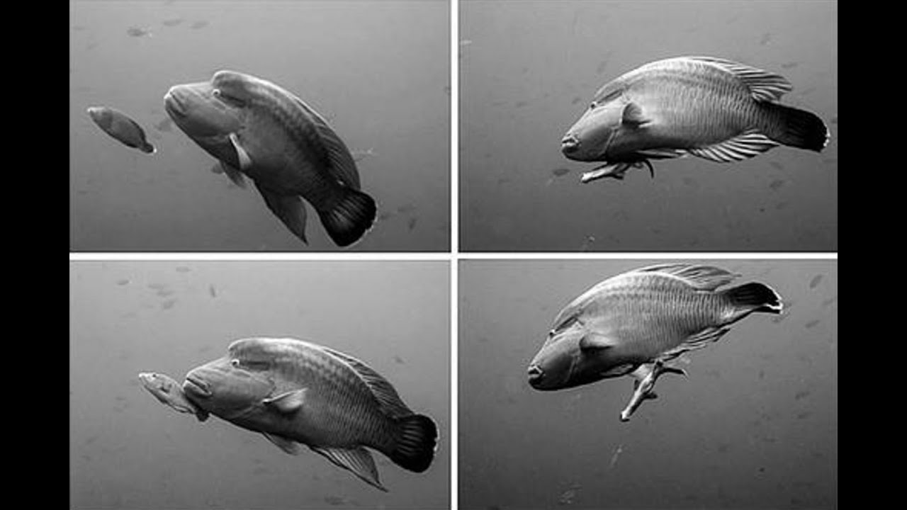 VOS1-19 Full Episode - Fish Spawning Aggregations