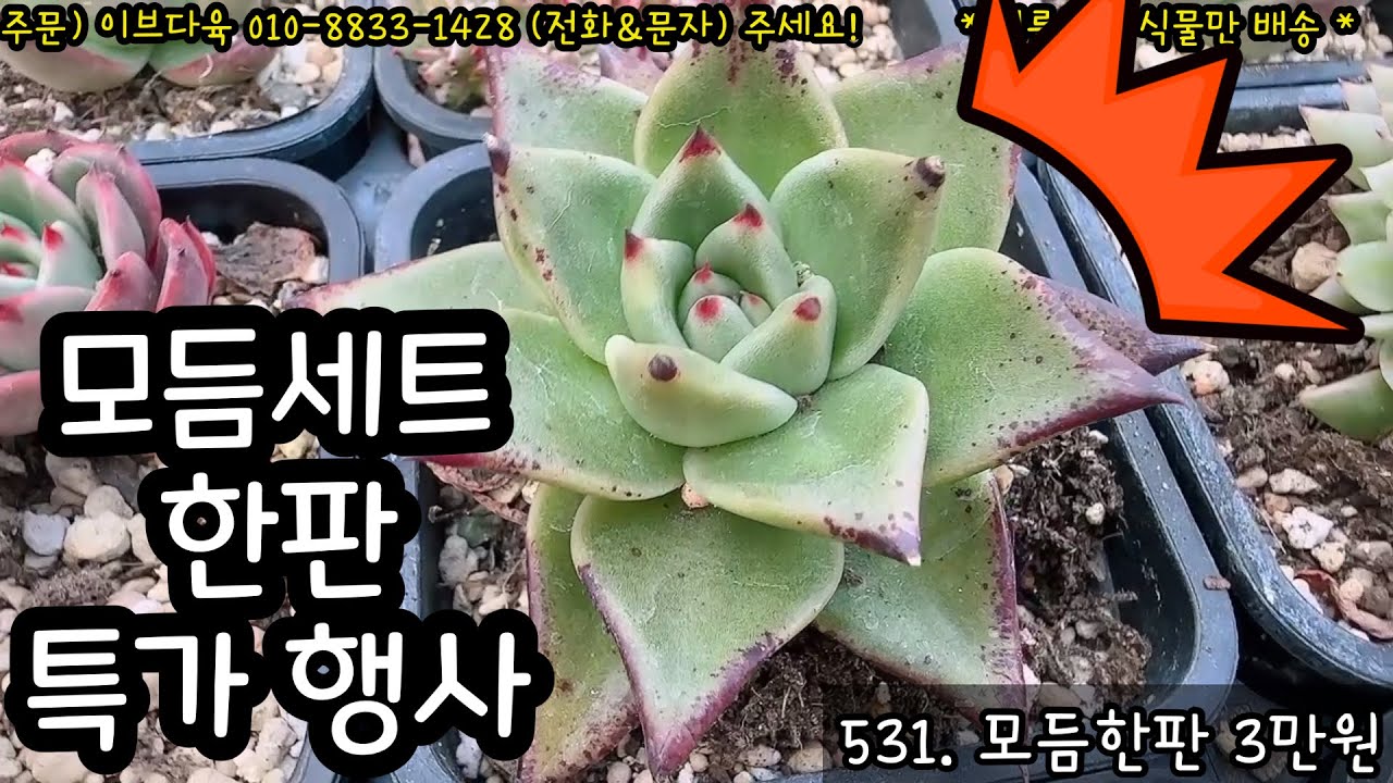 (3월5일) 여러가지 모듬 한판~ 특별행사‼️한정판매‼️한판3만원‼️ #이브다육 #특가세일