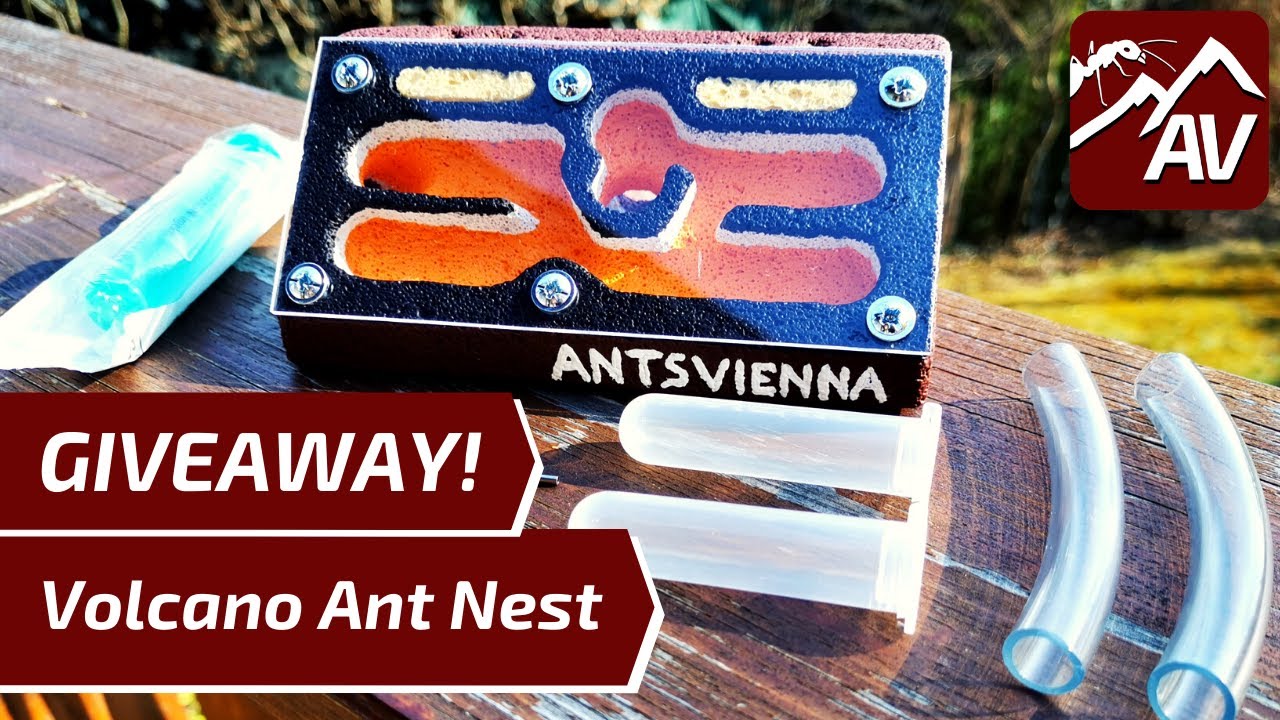 Ant Farm GIVEAWAY(ended)! - Volcano Ant Nest (Ytong Formicarium)