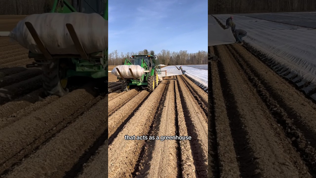 How fast can you grow potatoes 🥔 #farming
