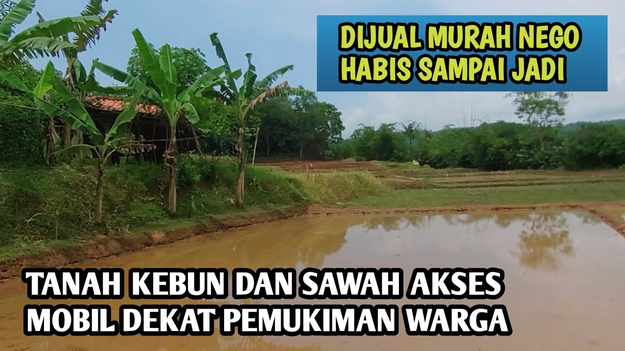 Tanah Kebun Dan Sawah Dijual Murah Luas 3200 m² Harga 250 jt Nego Habis