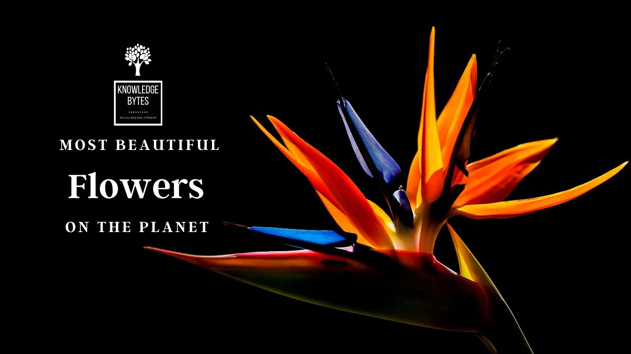 Most Beautiful Flowers on Earth