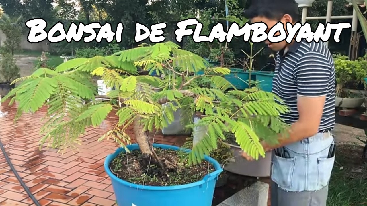 COMO FAZER BONSAI de #FLAMBOYANT 🌳 Segredos para um Flamboyant em Miniatura #bonsai