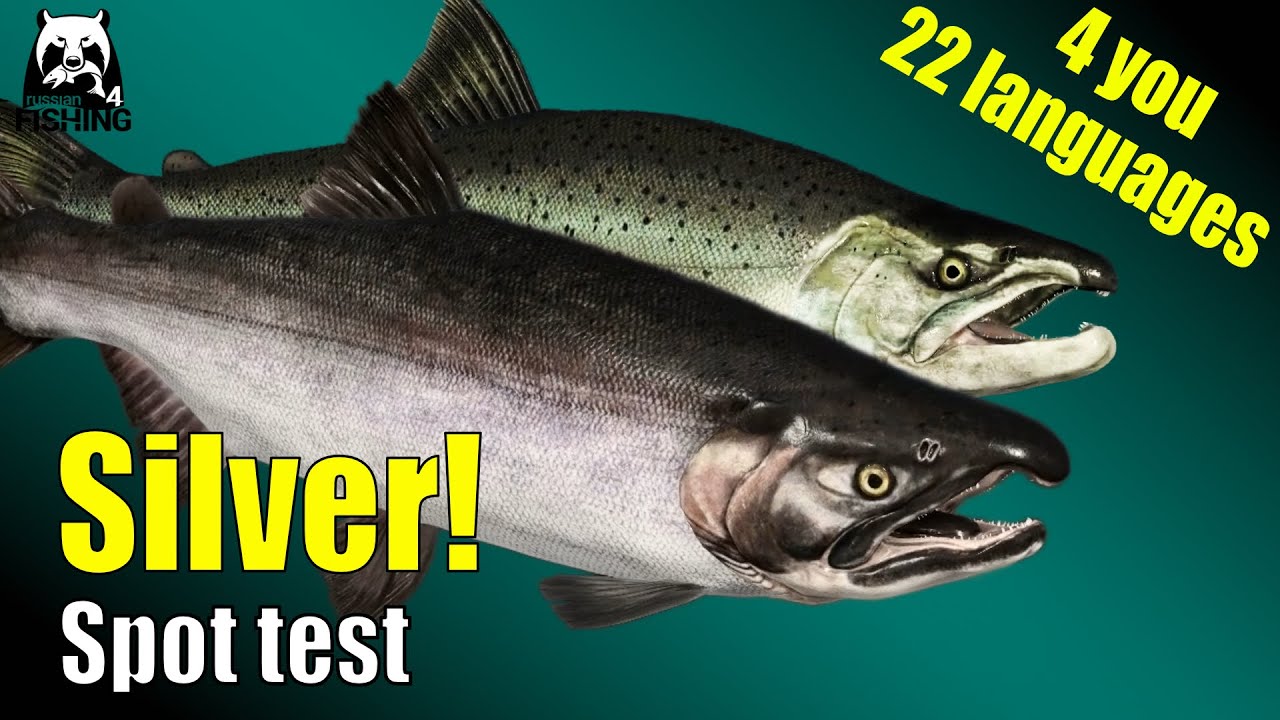 Русская рыбалка 4 - Река Яма - 🎣 С поплавком на кижуча! Точечный тест на Яме #rf4