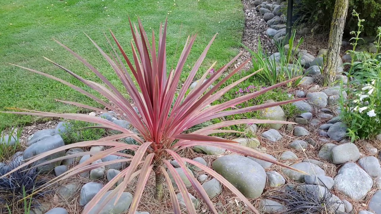 Ep8.......This weeks feature plant. .......Cordyline's