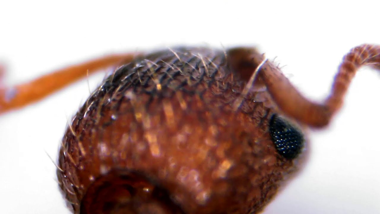 Myrmica sp. scabrinodis gr ant under microscope