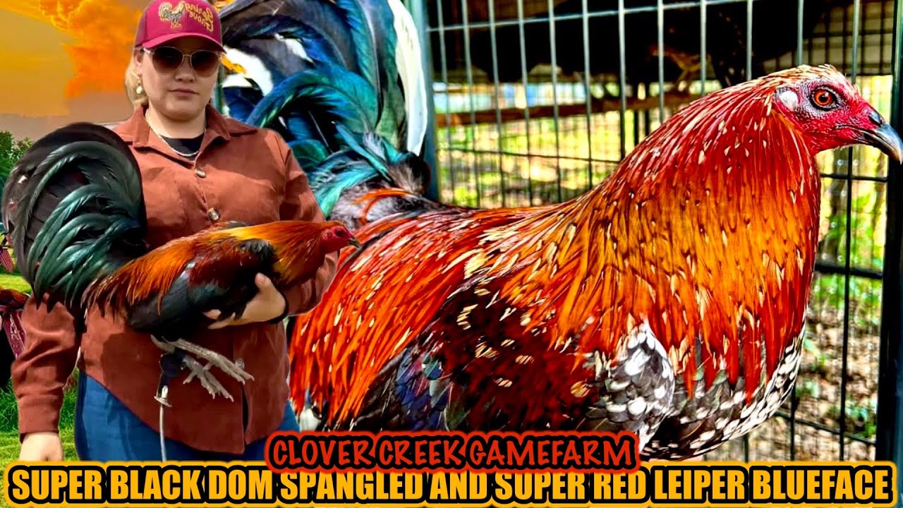 Super Black Dom Spangled And Super Red Leiper Blueface ~ CLOVER CREEK GAMEFARM