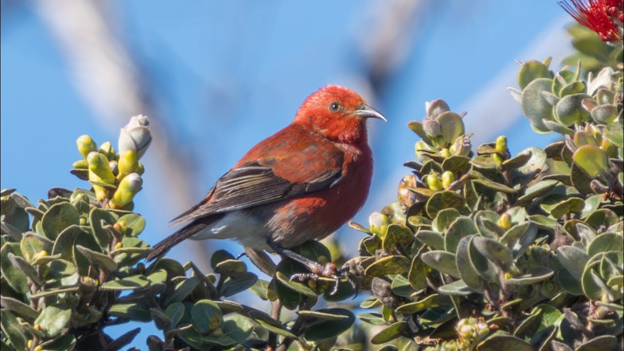 Endangered and Rare Hawai‘i Island Birds Trying to Survive