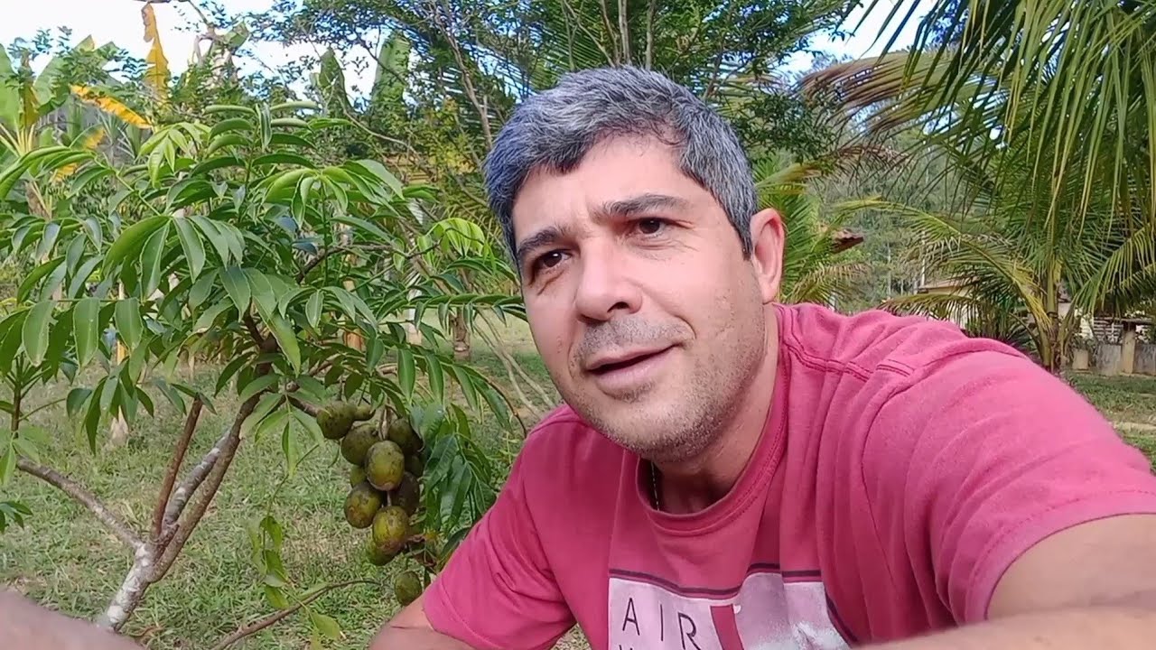@plantarfazbem  Dicas sobre a cajámanga anã |caja manga anão |   cajarana | vidanaroca.