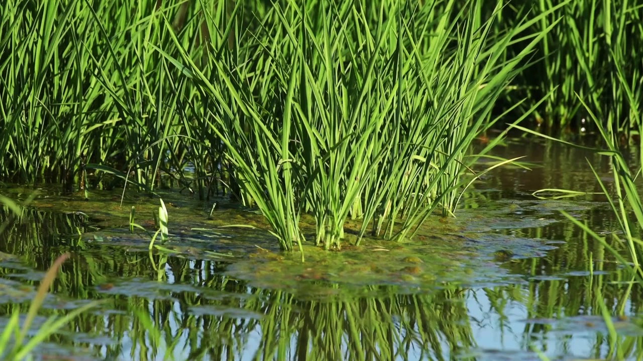 The Sacramento Valley, a great place to grow Rice
