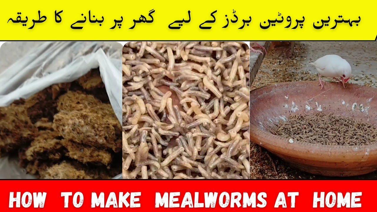 How to Make meal worms for birds at home | livefood for java birds | best breeding formula for birds