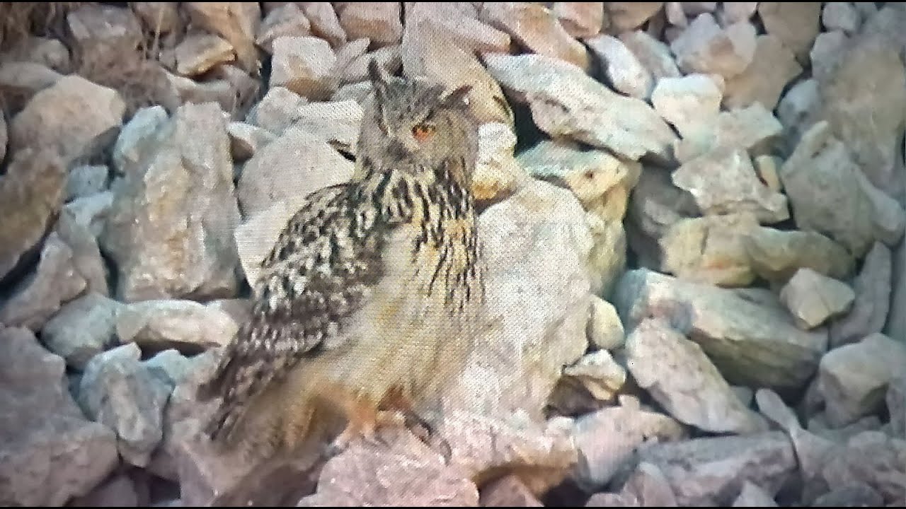 אוחה מאכילה גוזלים בחגלה במחצבת הר חרת Eagle owl feeding a Chukar to her chicks