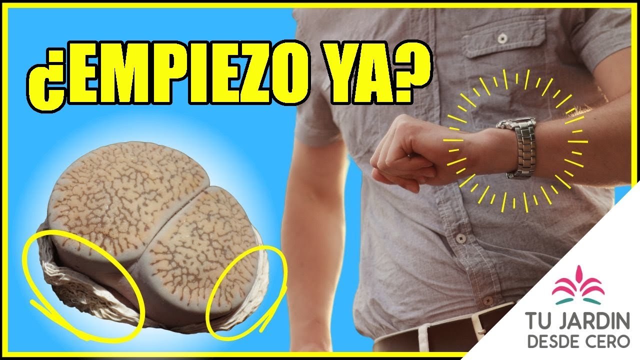 &iquest;Tu Lithops mudando tiene mal aspecto? 🔶 &iquest;Cu&aacute;ndo volver a regar un Lithops? 🔶 3 tipos de MUDA