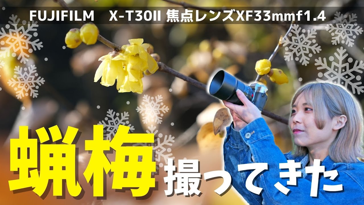 【撮ってみた】フジフイルムの新入門機ミラーレス一眼FUJIFILM X-T30Ⅱと最新単焦点レンズXF33mm F1.4で蝋梅を撮ってきた