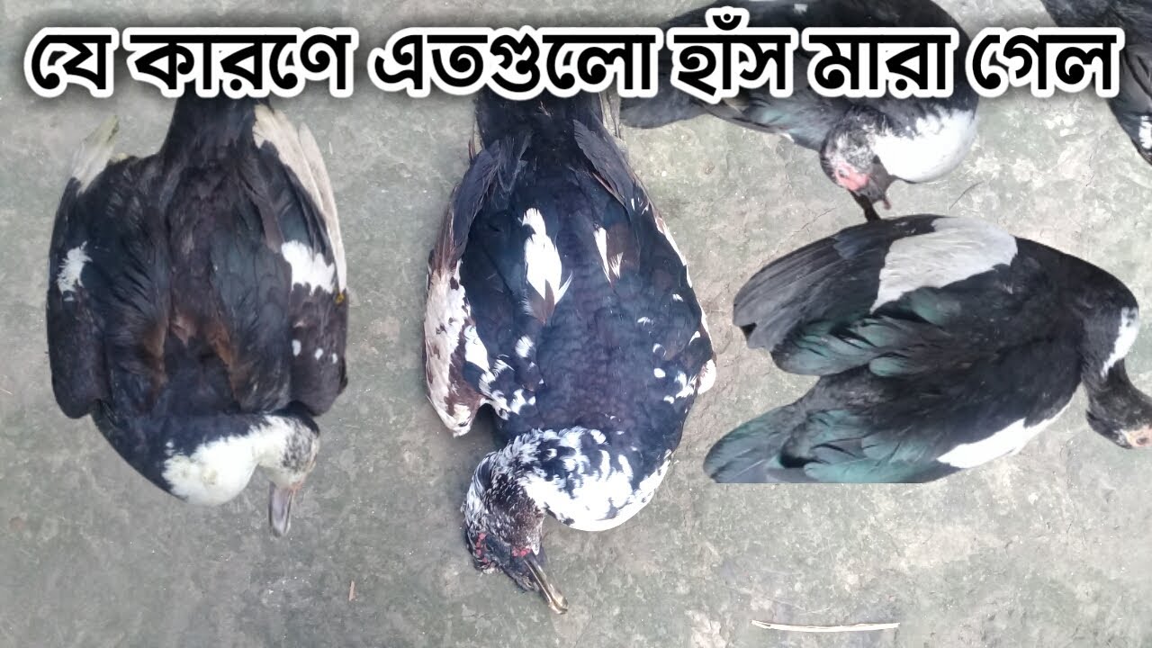একটি ভুলে এতগুলো হাঁস মারা গেল || চিনা হাঁসের খামার || খামার গড়ি