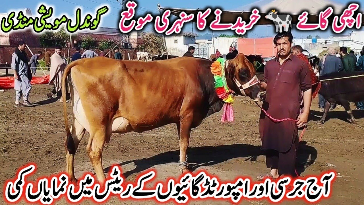 Gondal Mandi latest update 15March 2026!jersey cow for sale in Punjab!HF and Freasian cross cows!