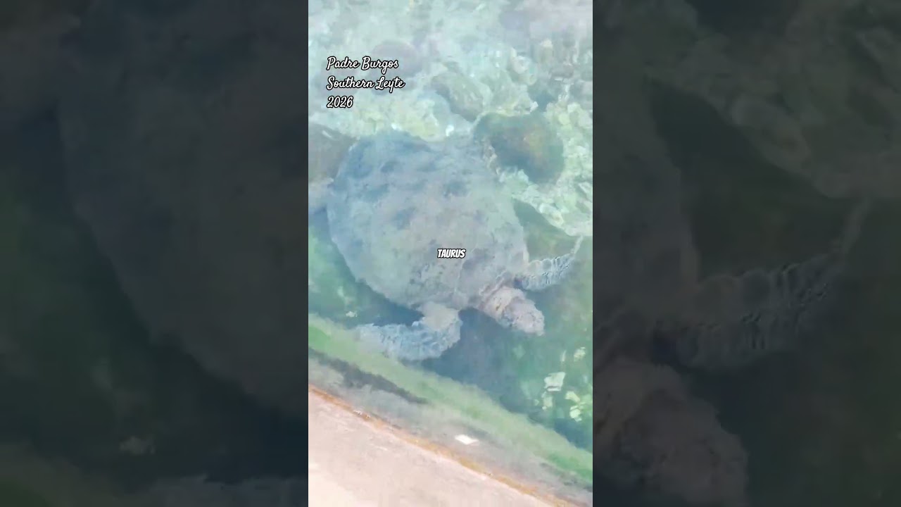 Sea Turtle (PAWIKAN) @ P.Burgos, Southern Leyte 
