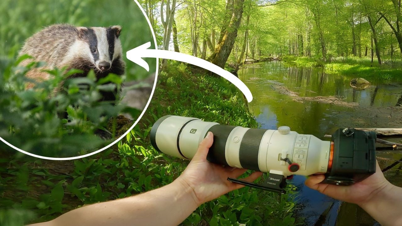 POV Nature Photography - Summer Birds & Wildlife