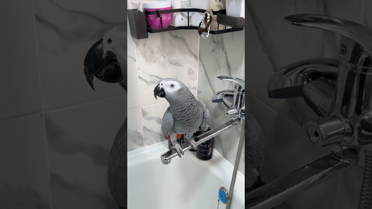 Своё слово надо держать 😉😁 сказала 💩 и сделала #жакомия #parrot