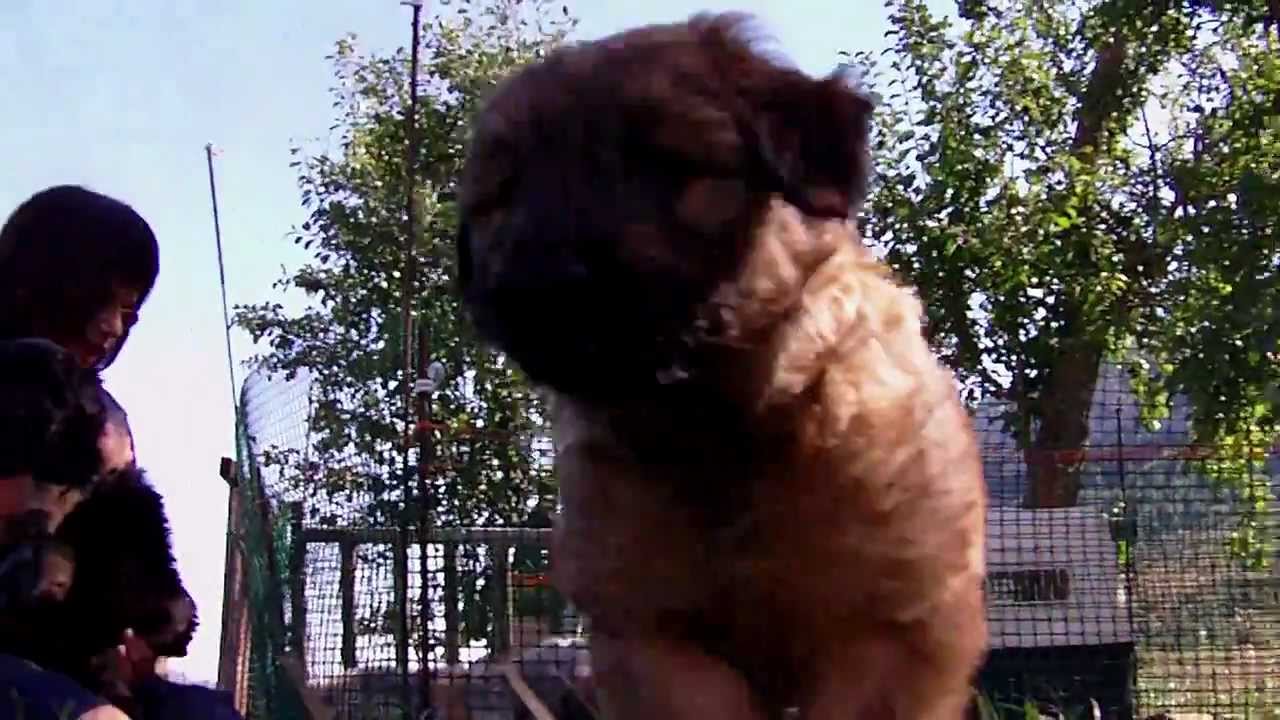 cadells d'atura (Tupi's pups)