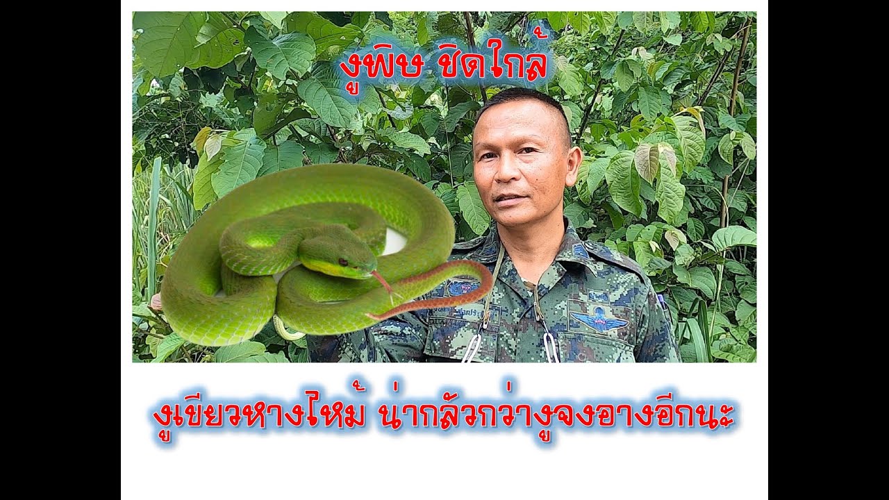 งูเขียวหางไหม้ร้ายกว่างูจงอาง เพราะอะไร? ติดตามได้ ที่ Captain snake  กัปตันงู นะครับ