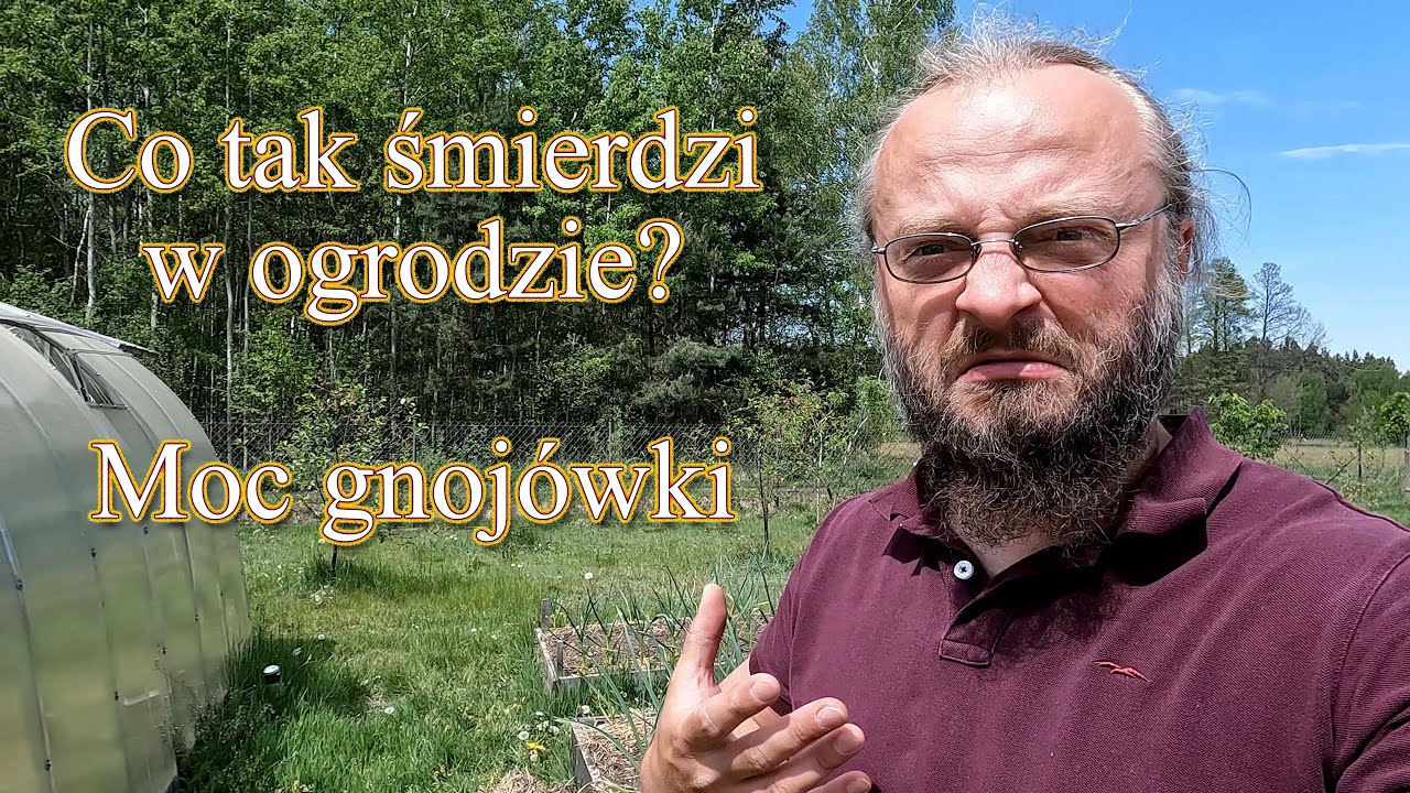 Co tak śmierdzi w ogrodzie? Moc gnojówki w szklarni. Pomidory odżyły - Ogrodowe pierdamony 143